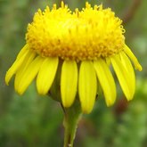 Heterolpsis penduncularis